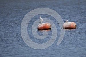 Nonbreeding Forster\'s Terns