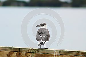 Nonbreeding laughing gull on pier