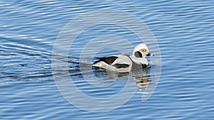 Nonbreeding male long-tailed duck (Clangula Hyemalis) in Toronto, Canada