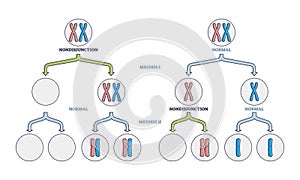 Nondisjunction as abnormal meiosis chromosome number failure outline diagram