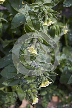 Nonea lutea in bloom