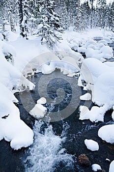 Nonfreezing stream in winter forest