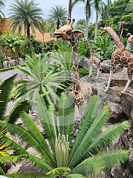 Nongnooch Tropical gardens pattaya Thailand