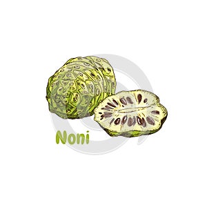 Hand drawn colorful noni. Illustration isolated on white background.