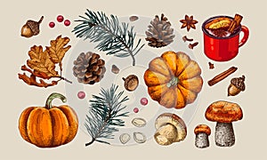 Autumn elements set: falling leaves, pine branches, pumpkins, mushrooms, cones.