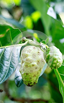 Noni or cheese fruit