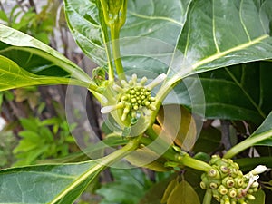 Noni flower that wants to bloom