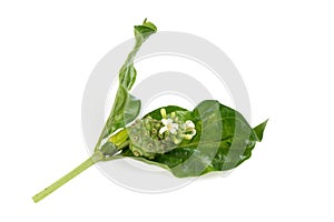 Noni and flowers on green leaves and isolated on white background