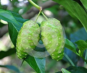 Noni fruit