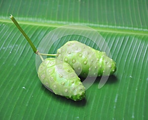 Noni fruit