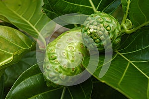 Noni Fruit