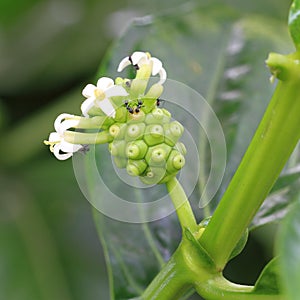 Noni fruit