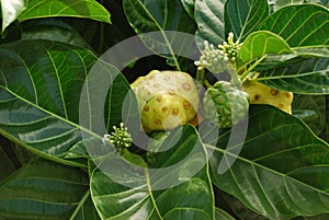 Noni Fruit