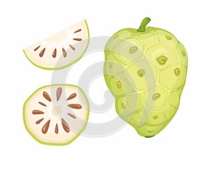 Noni Fruit Collection Set Cartoon illustration Vector