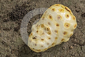 Noni fruit fell on dirt, Parque EcoturÃÂ­stico. Zihuatanejo, Mexico photo