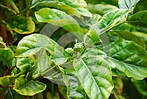 Noni fruit in garden