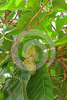 Noni Fruit growing wild on the roadside at Mauritius