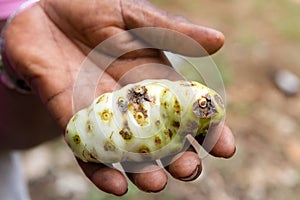 Noni Fruit In Hand