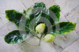 Noni fruit with leaf on table, Close up shot