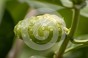 Noni Fruit