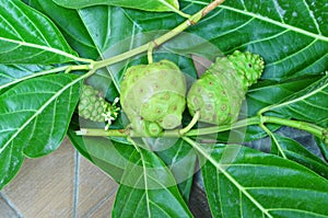 Noni Fruit Morinda citrifolia