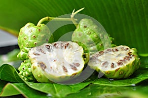 Noni Fruit Morinda citrifolia