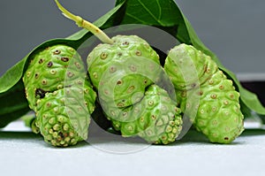 Noni Fruit Morinda citrifolia