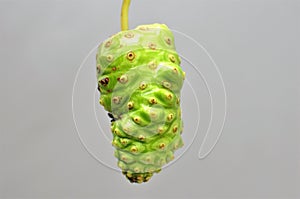 Noni Fruit Morinda citrifolia