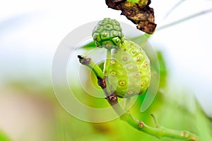 Noni fruit (Morinda citrifolia)