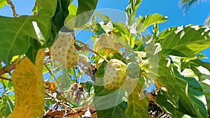 Noni fruit Morinda citrifolia with flowers with insect insects Mexico