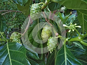 Noni fruit or Morinda Citrifolia on a tree