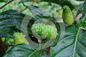 Noni fruit or Morinda Citrifolia on tree