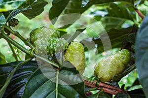 Noni fruit or Morinda Citrifolia on tree