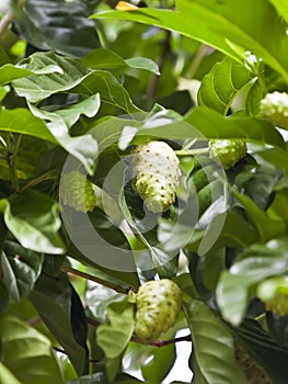 Noni fruit (Morinda citrifolia) on the tree