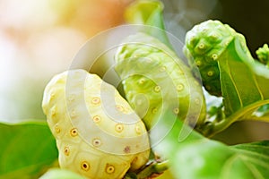 Noni fruit on the noni tree in the nature green background - fresh ripe and raw noni , Great morinda Noni or Morinda citrifolia