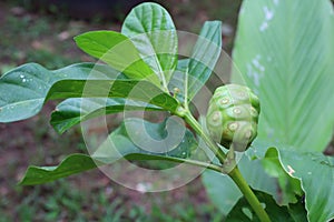 Noni fruit on the plant is yielding as a medicinal plant in Thailand, organic vegetables.