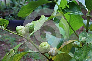 Noni fruit on the plant is yielding as a medicinal plant in Thailand, organic vegetables.