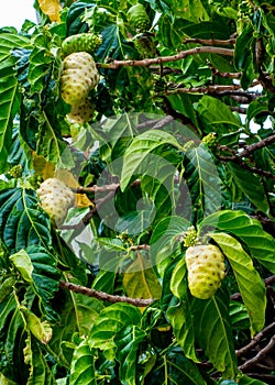 Noni Fruit on the tree 2