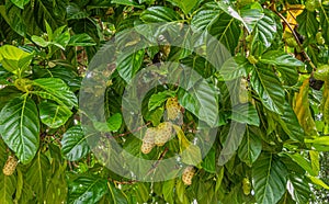 Noni fruit on tree closeup, Parque EcoturÃÂ­stico. Zihuatanejo, Mexico photo