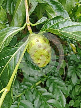 noni fruit which is yellowish green with spots in the garden