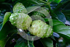 Noni fruits in the tree, nature background Morinda citrifolia