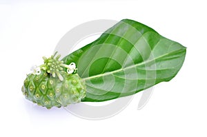 Noni Indian Mulberry