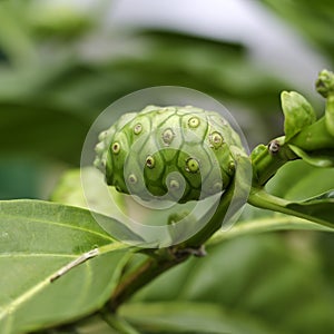 Noni Indian Mulberry fruit