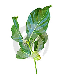 Noni or morinda citrifolia branch isolated on white