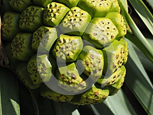 Noni or Morinda Citrifolia fruit with green leaves