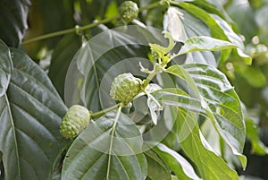 Noni or Morinda citrifolia, great morinda, Indian mulberry