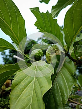 Noni, noni (Morinda citrifolia) is a plant originating from the South Pacific