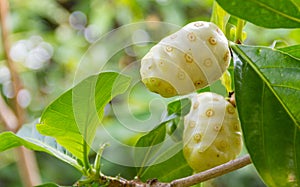 Noni scientific name: Morinda citrifolia fruit on trees. Natur