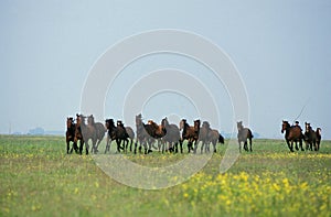 Nonius Horses, Herd in Puszta, Hungary