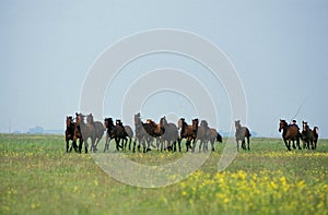 Nonius Horses, Herd in Puszta, Hungary photo